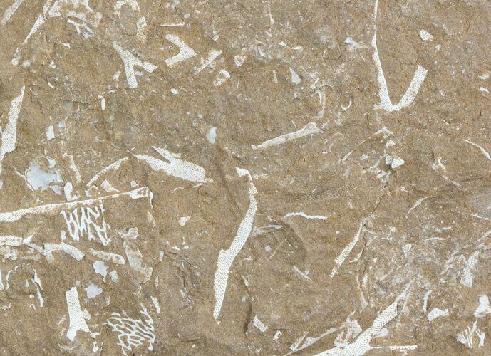 Ordovician Bryozoan (Pseudohornera) Plate - Estonia #47462